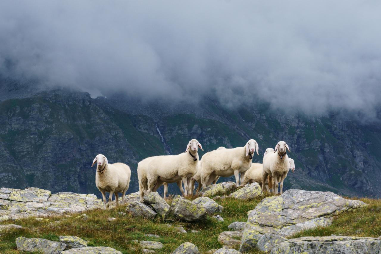 Schafe auf der Alp