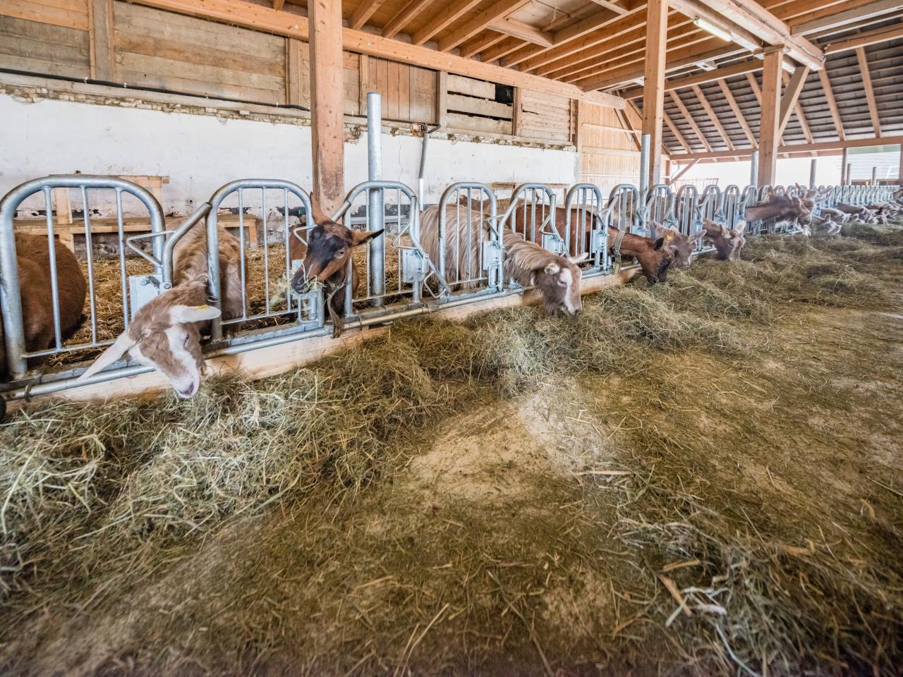 ziegenfressgitter-ziegenfütterung-richtige-artikel
