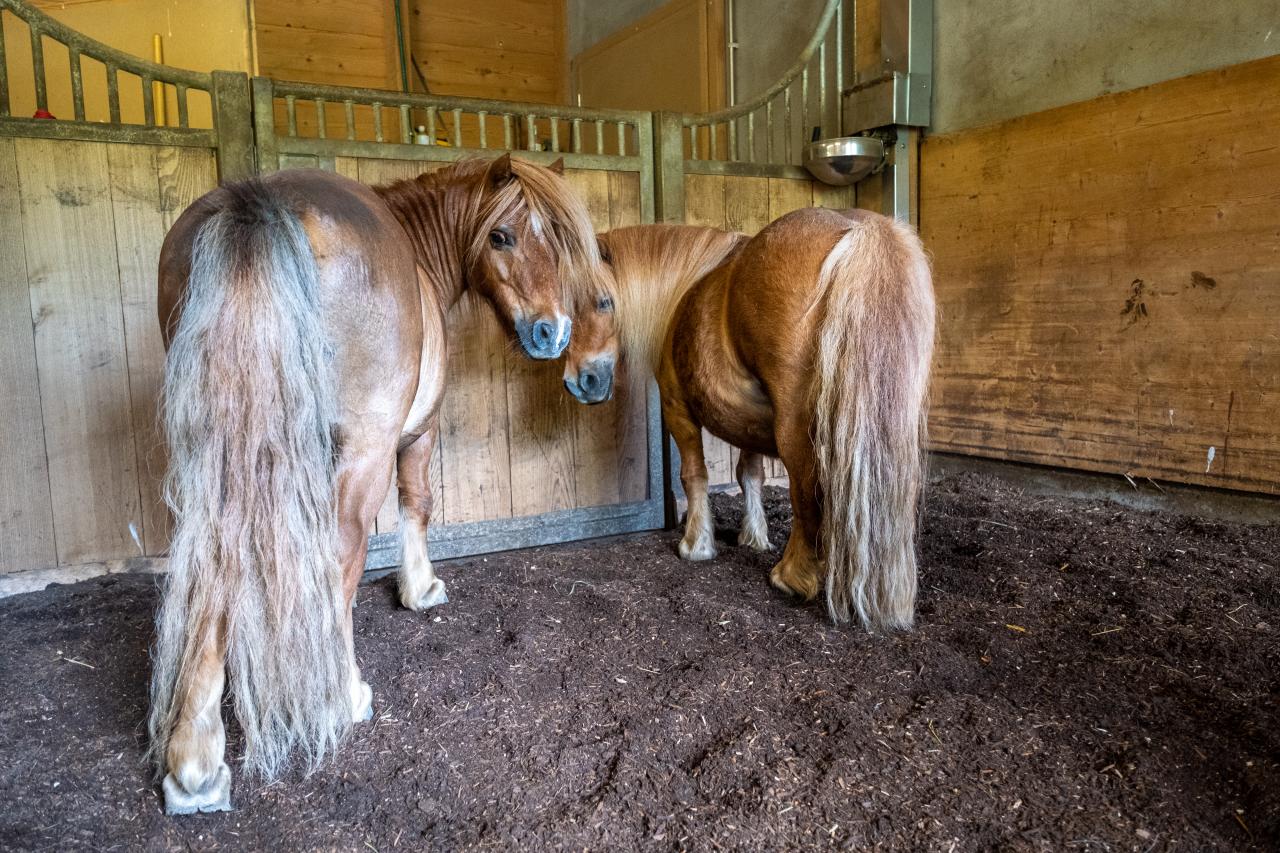 ponys-auf-bio-waldboden