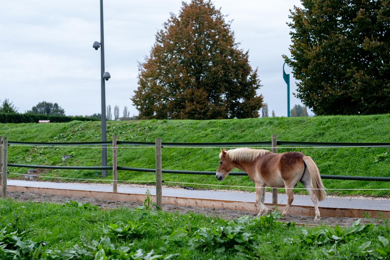 23107_pony-paradies-paddocktrail-3