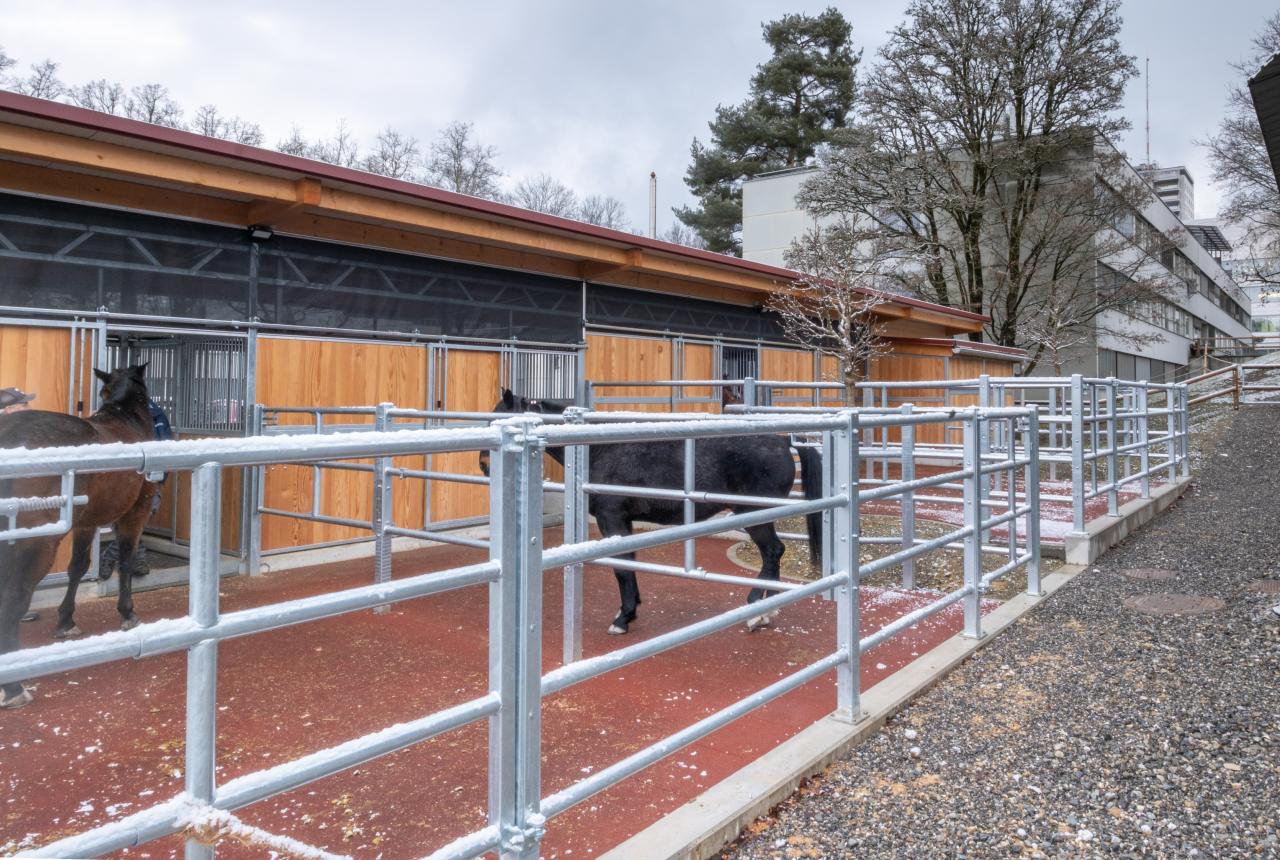 25437_Tierspital Bern Paddock 4.jpg