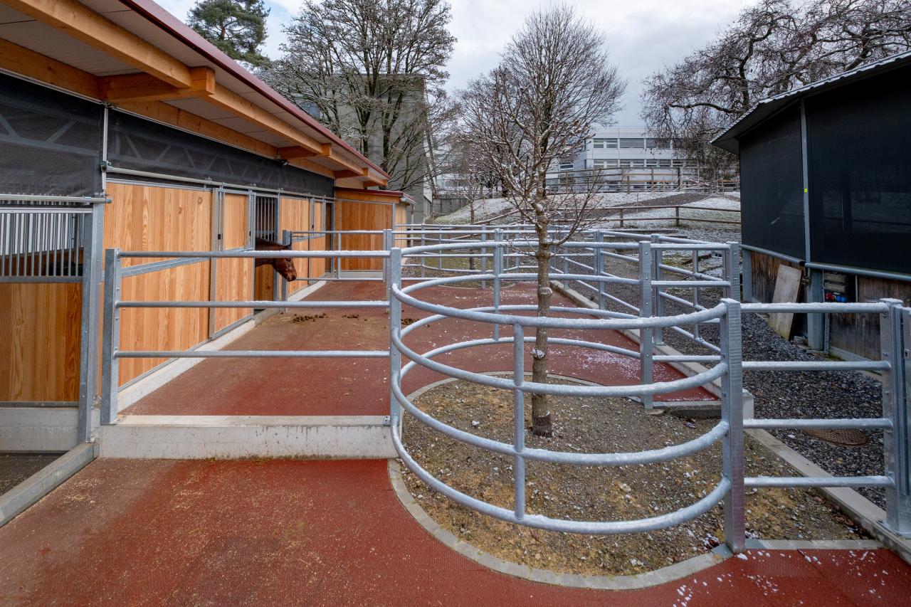 25437_Tierspital Bern Paddock 5.jpg