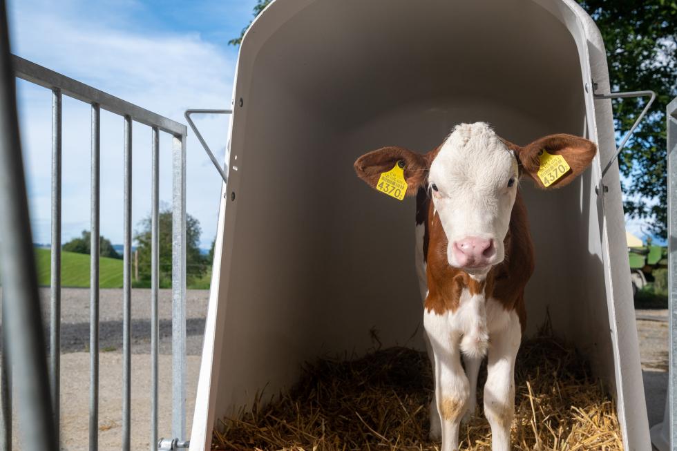 Ein Kalb das in einen Iglu steht