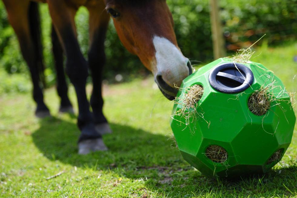 heuball in grün mit pferd
