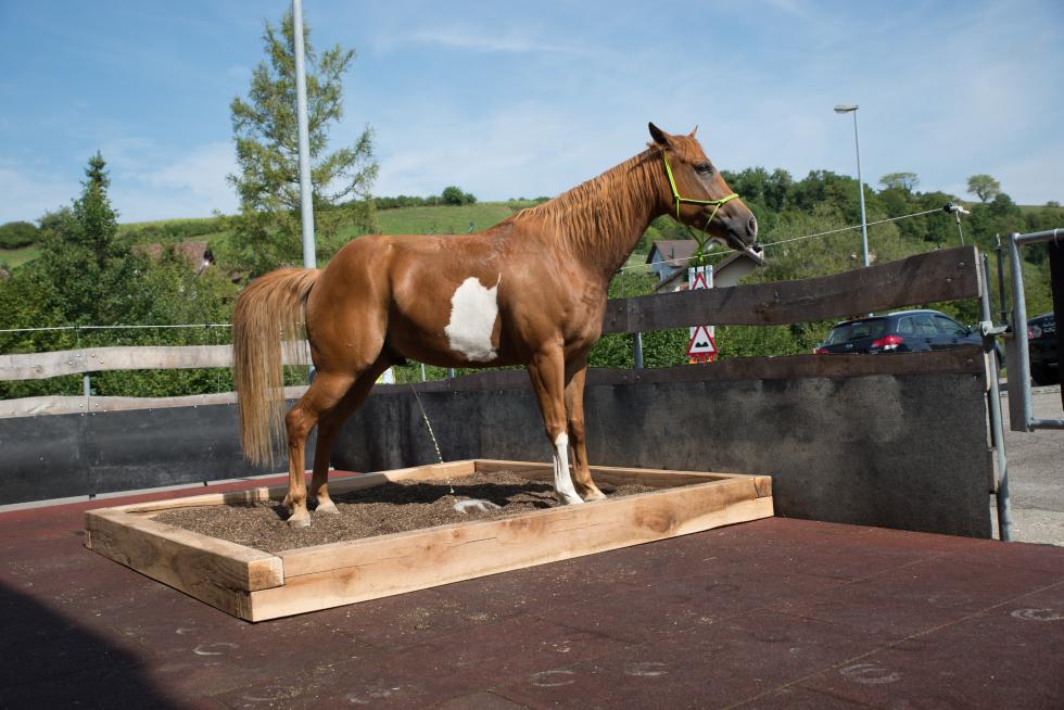 Pferd auf Pferde WC