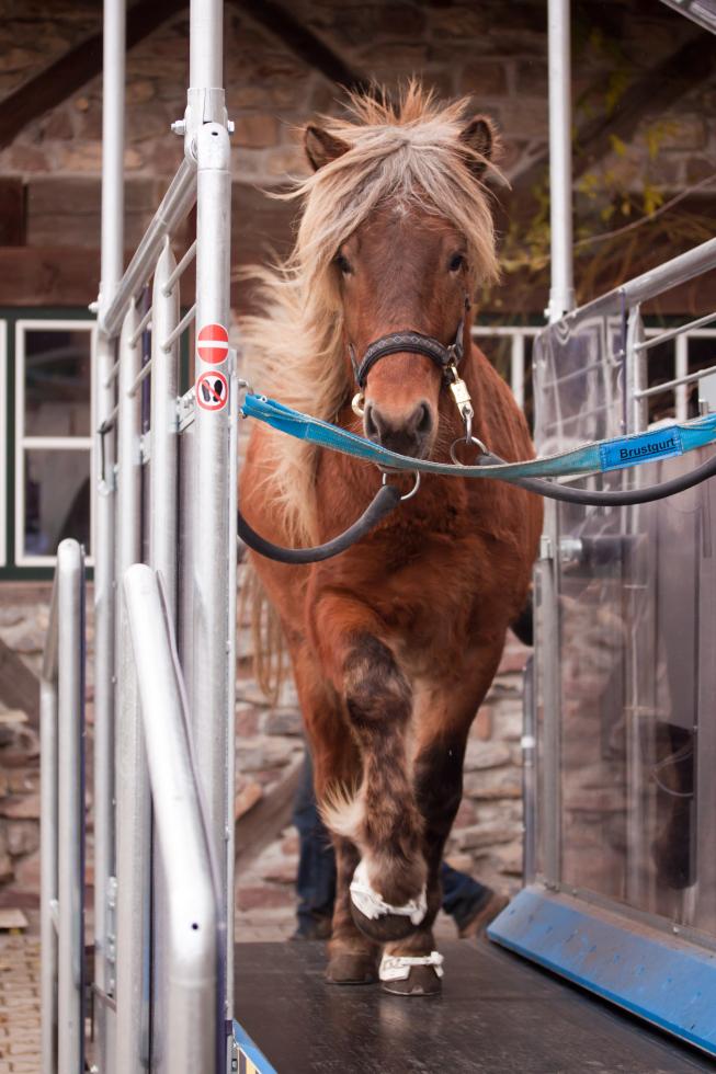 horse-gym-laufband-mieten