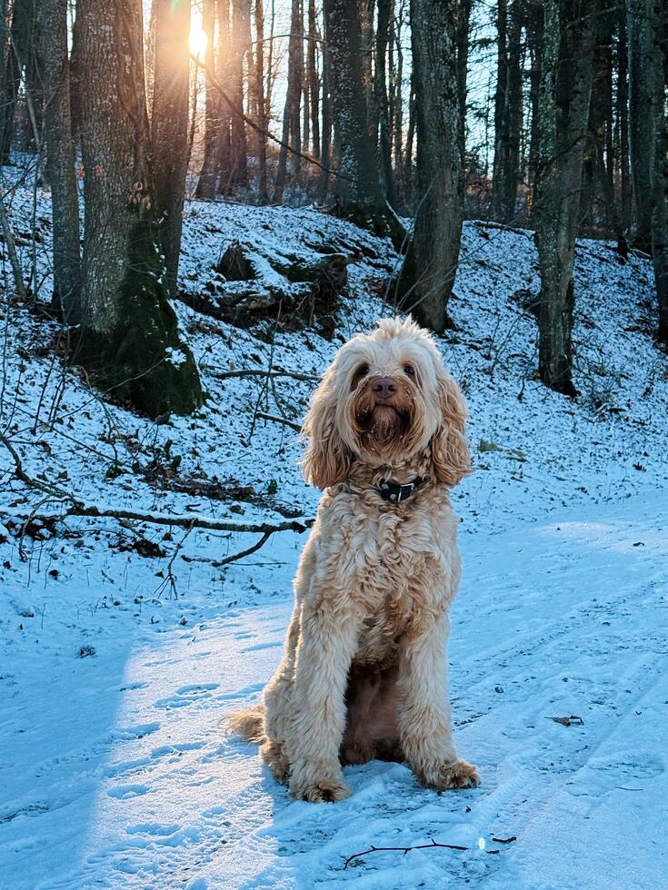 finn