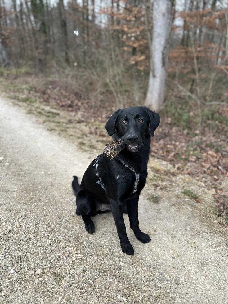 maisy