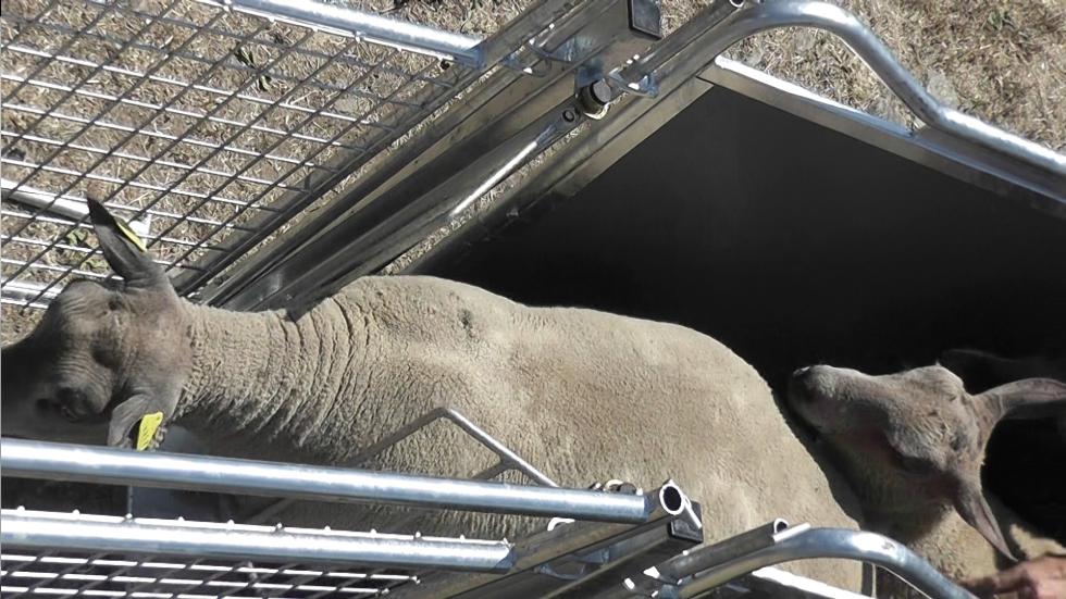 Ein Behandlungs- und Einfangstandstand mit Liegegitter und Schwenkachse, vorne zwei feste schwarze Räder, auf der Hinterseite ein schwarzes Brett, Schaf eingespannt umgedreht, wessen Klauen von einer Person geschnitten werden